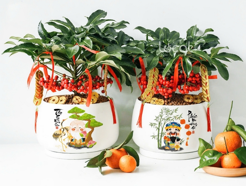Cây kim ngân lượng ảnh 2