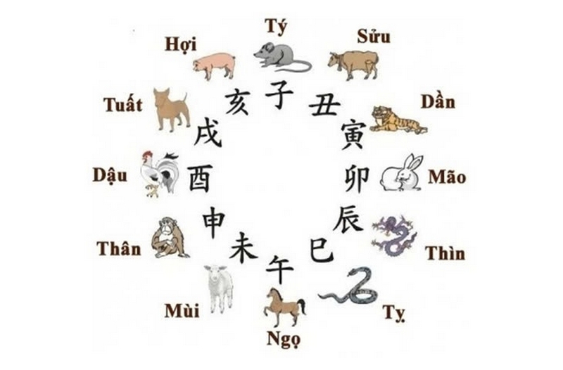 Cây kim ngân lượng ảnh 3