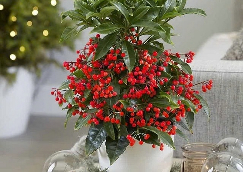 Cây kim ngân lượng ảnh 6