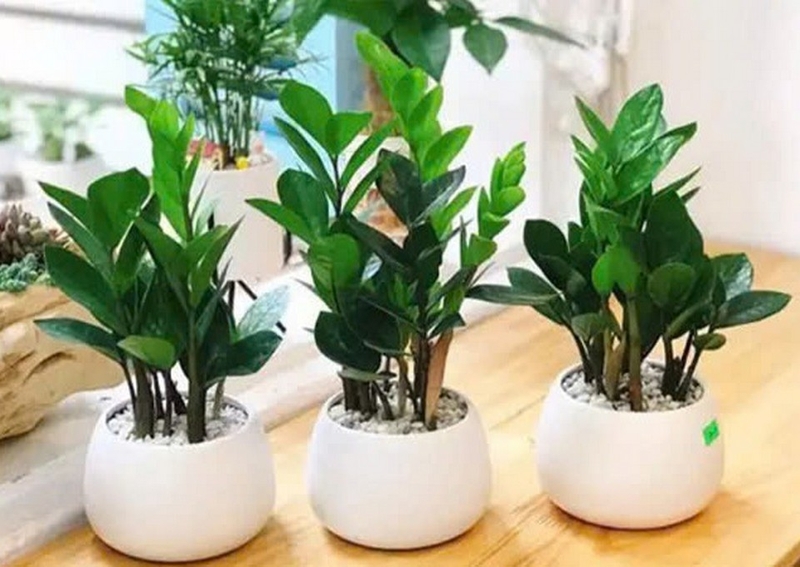 Cây kim tiền ảnh 1