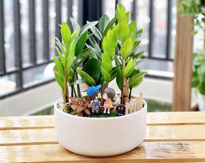 Cây kim tiền ảnh 2