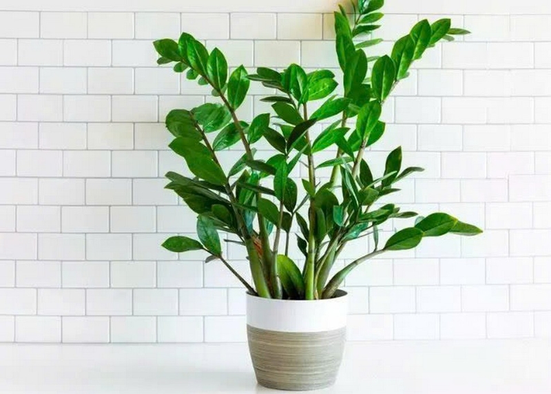 Cây kim tiền ảnh 3