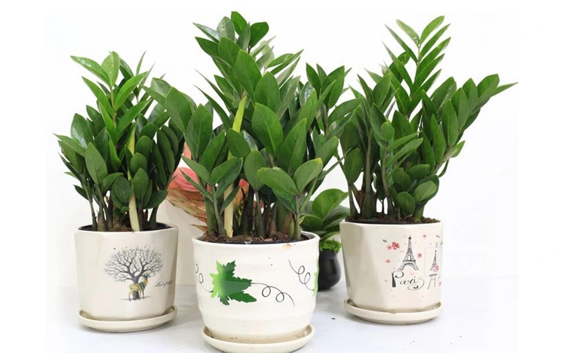 Ý nghĩa của cây kim tiền