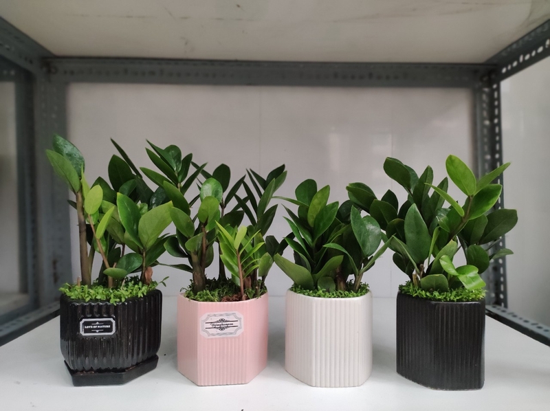 Những lợi ích mà cây kim tiền mang lại cho sức khỏe