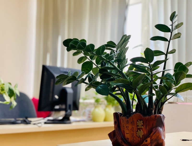 Cây kim tiền hợp với tuổi nào?