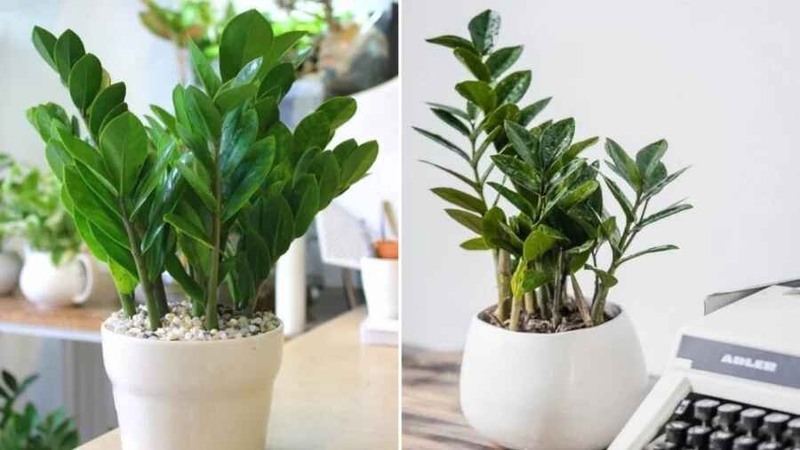 cách chăm sóc cây kim tiền