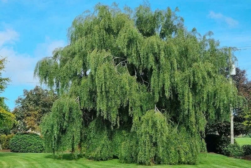 Cây liễu – Biểu tượng dịu dàng của thiên nhiên và chiều sâu văn hóa Á Đông