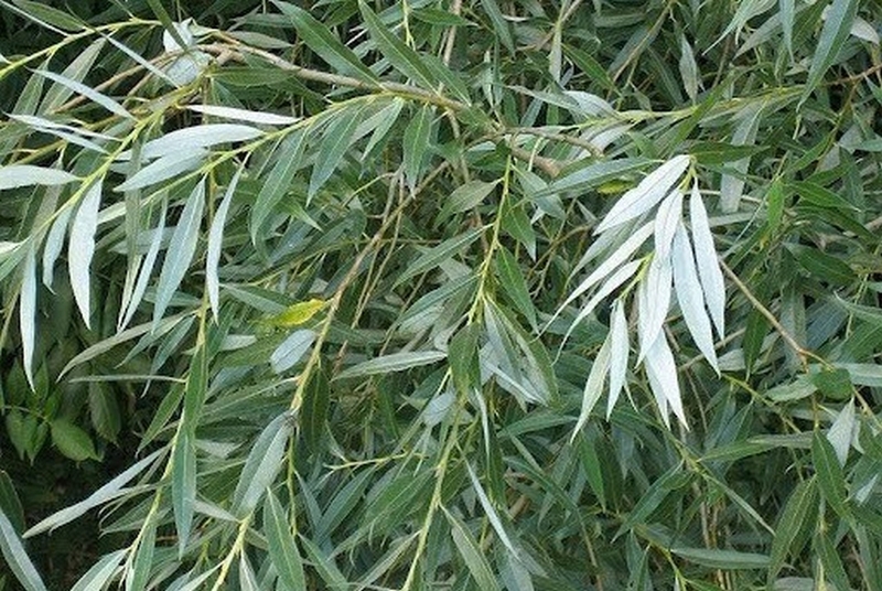 Cây liễu ảnh 2