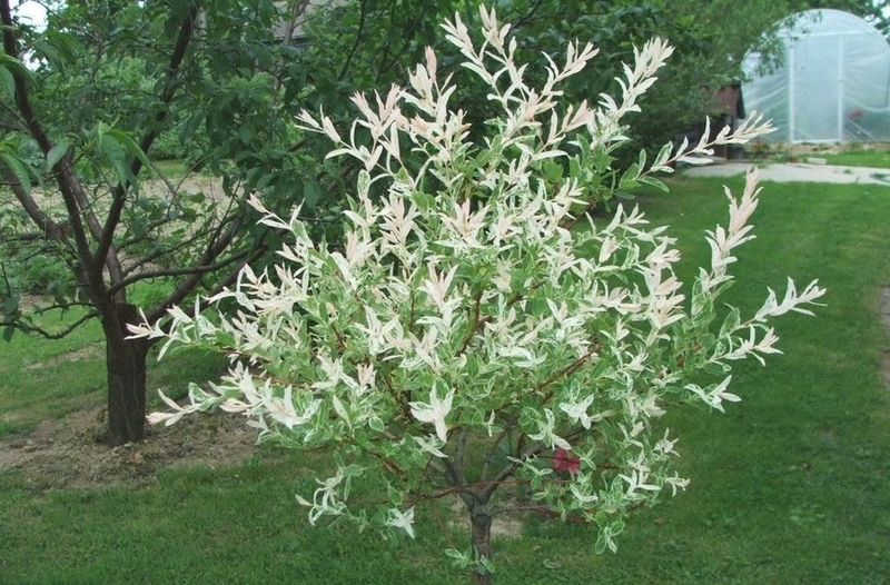 Cây liễu ảnh 3
