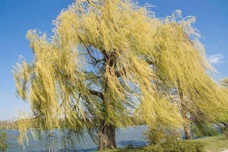 Cây liễu ảnh 5