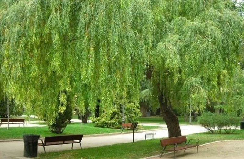 Cây liễu ảnh 6