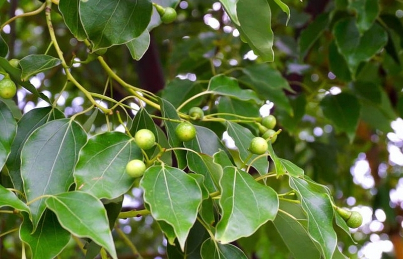 cây long não ảnh 1