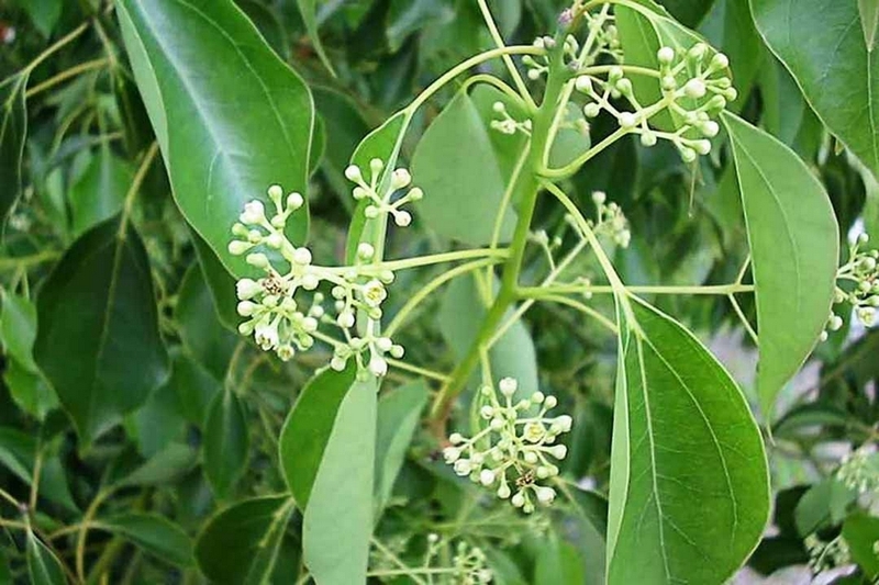 cây long não ảnh 2