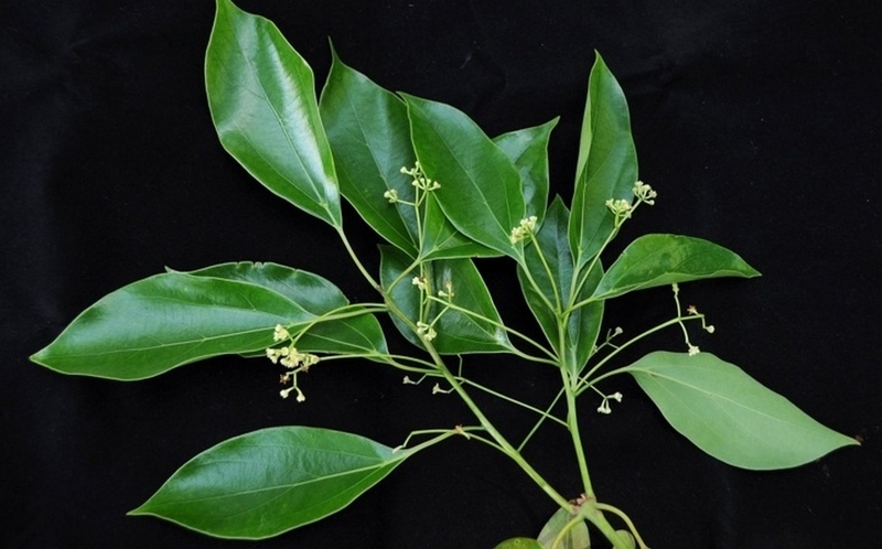 cây long não ảnh 5