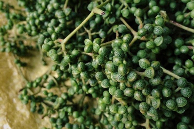 Cây mắc khén rừng - 02