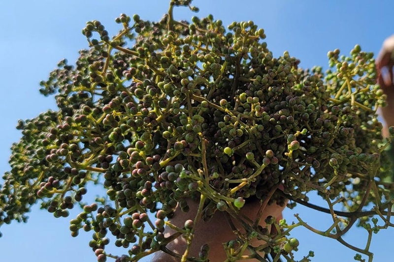 Cây mắc khén rừng - 03
