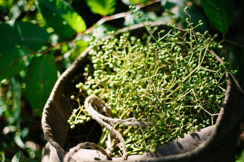 Cây mắc khén rừng - 04