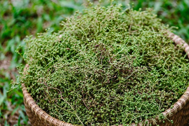 Cây mắc khén rừng - 05