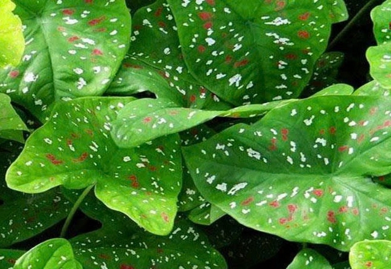 Cây môn cảnh ảnh 2