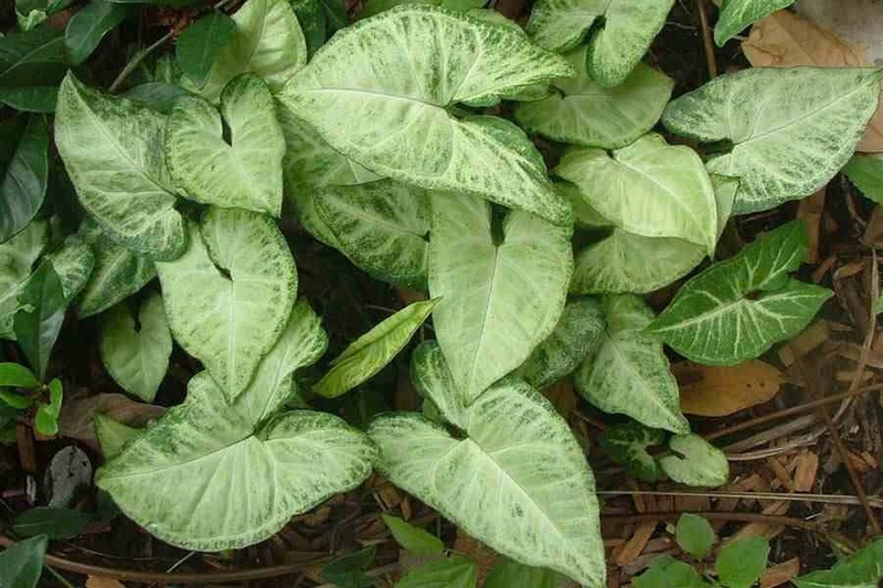 Cây môn cảnh ảnh 4
