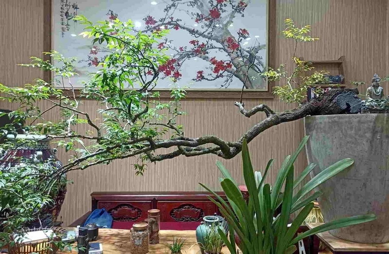 cây muội hồng là cây gì ảnh 2