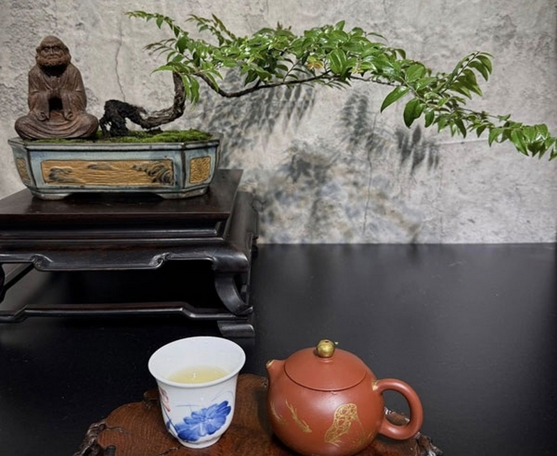 cây muội hồng là cây gì ảnh 3