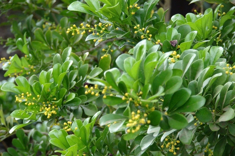 Cây ngâu ảnh 3