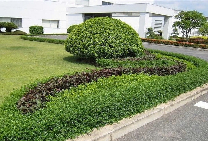 Cây ngâu ảnh 5