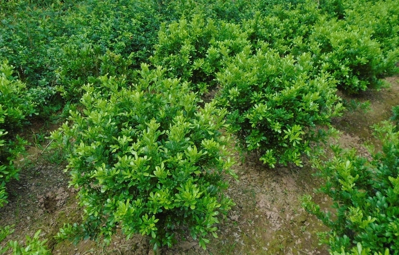 Cây ngâu ảnh 6