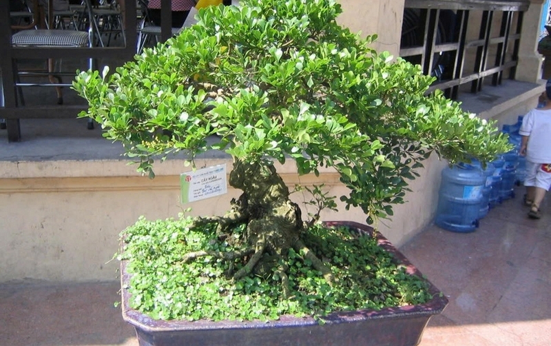 Cây ngâu ảnh 7
