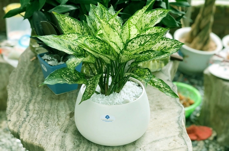 Cây ngọc ngân ảnh 1