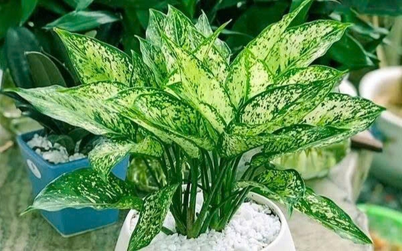 Cây ngọc ngân ảnh 2