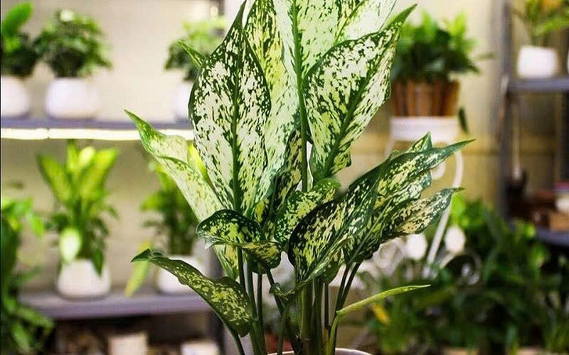 Cây ngọc ngân ảnh 3