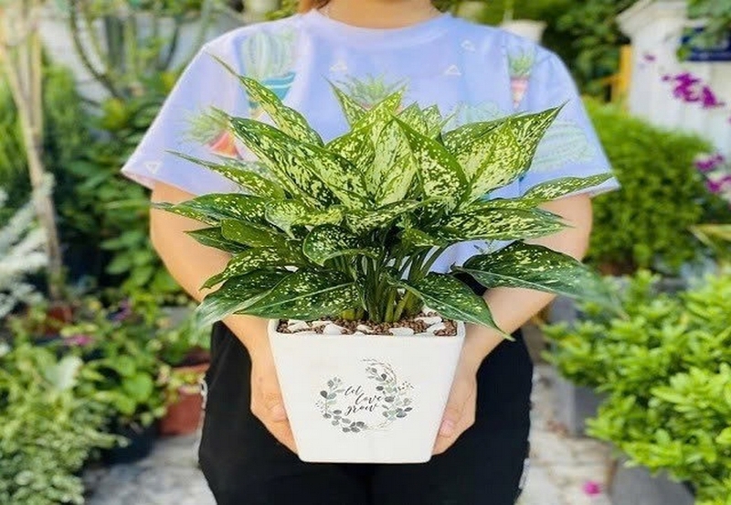 Cây ngọc ngân ảnh 4