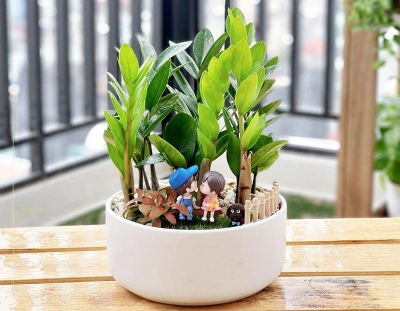 Các loại cây phong thủy - 03