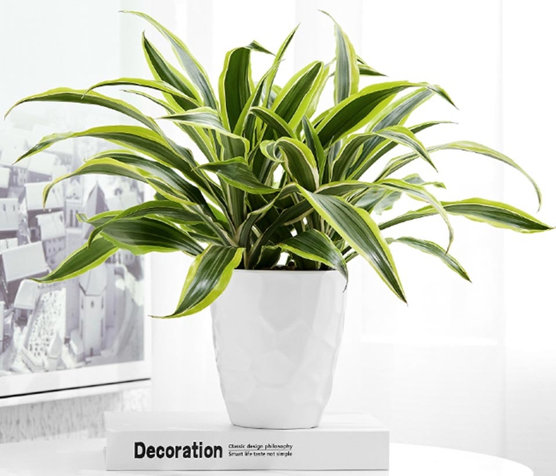 Các loại cây phong thủy - 06