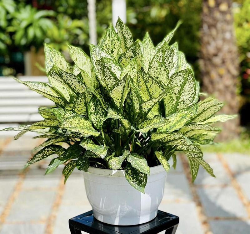 Các loại cây phong thủy - 08