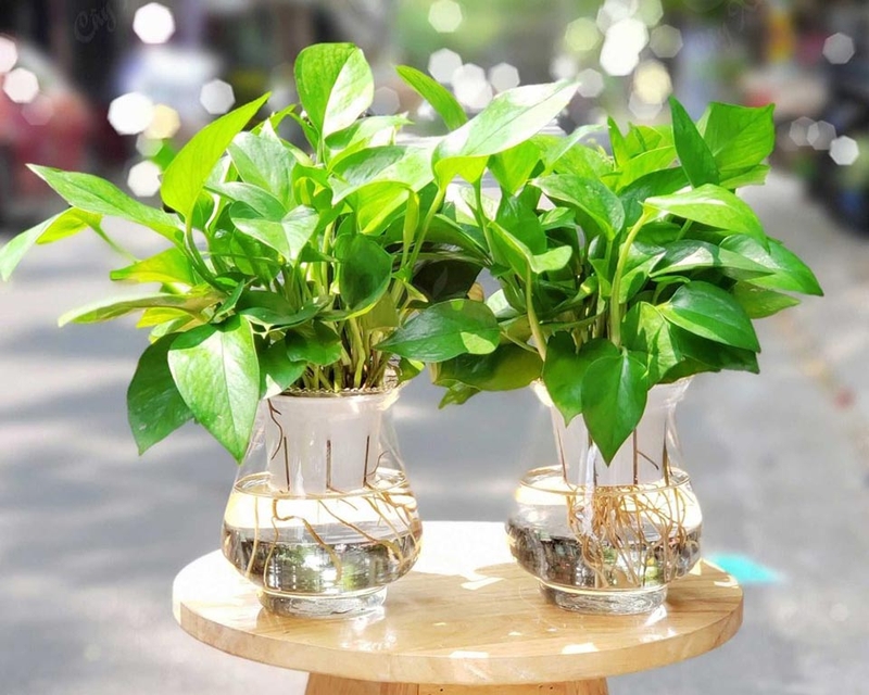 Các loại cây phong thủy - 09