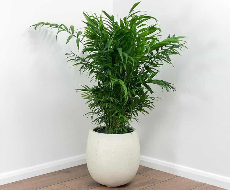 Các loại cây phong thủy - 10