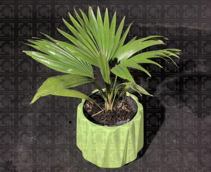 Các loại cây phong thủy - 12