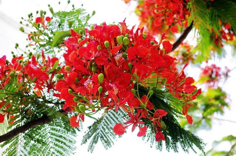 Cây phượng ảnh 1