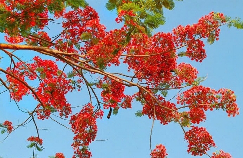 Cây phượng ảnh 2