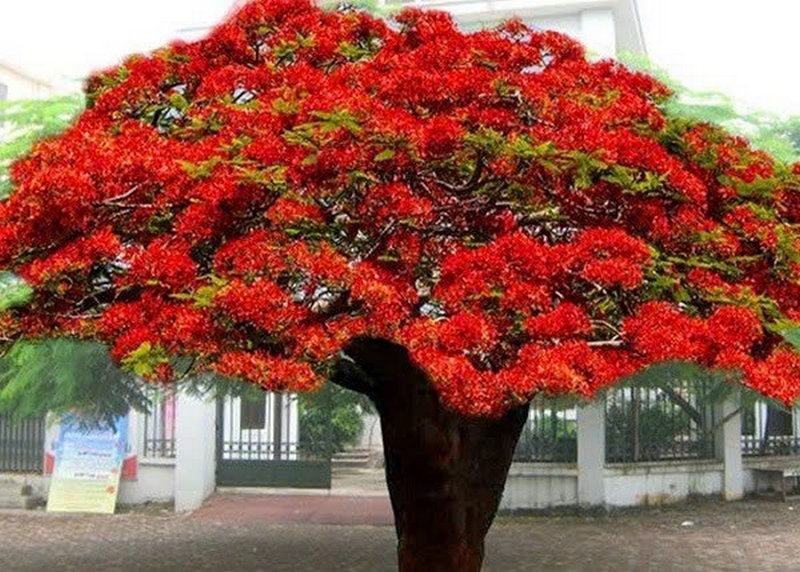 Cây phượng ảnh 4