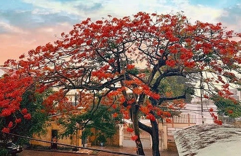 Cây phượng ảnh 5