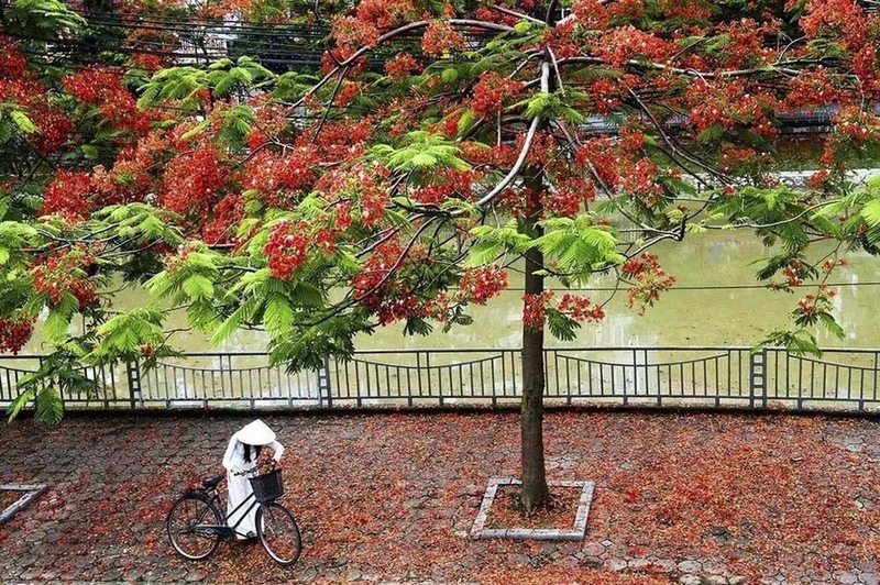 Cây phượng ảnh 6