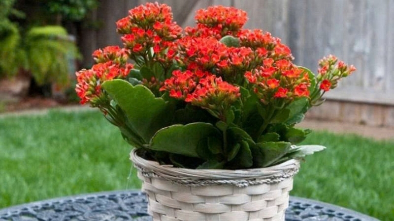 cây sống đời ảnh 1