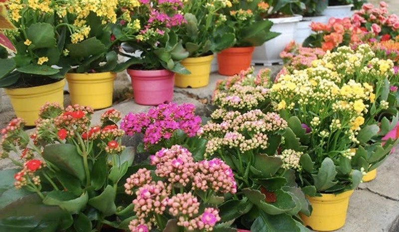 cây sống đời ảnh 3