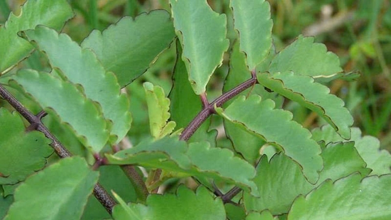 cây sống đời ảnh 4