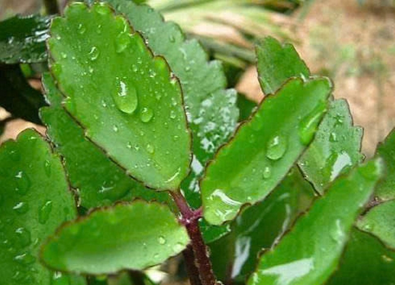 cây sống đời ảnh 5