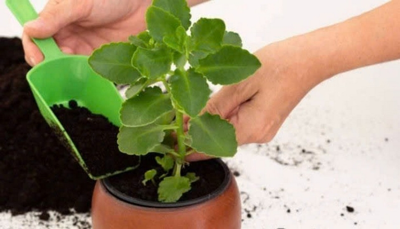cây sống đời ảnh 6